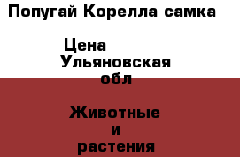 Попугай Корелла самка › Цена ­ 3 500 - Ульяновская обл. Животные и растения » Птицы   